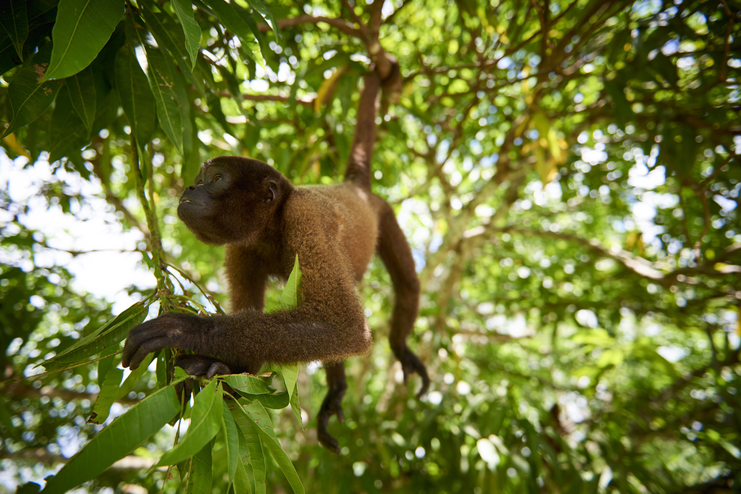 Amazon, Peru: Wide angle shot of wooly monkey suspending itself from a branch by its tail, inspecting the green leaves that surround him.